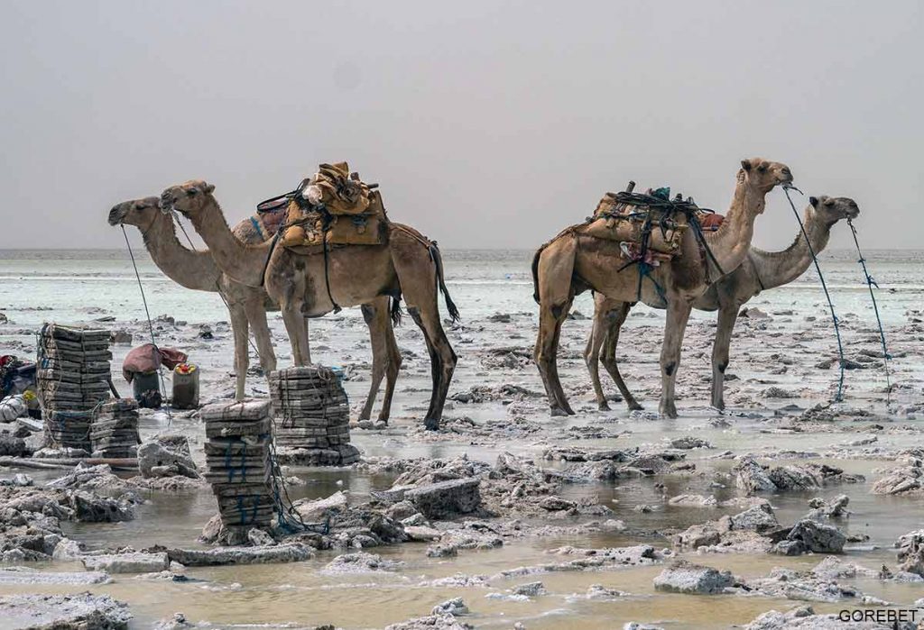 afar ethiopia salt on camel 