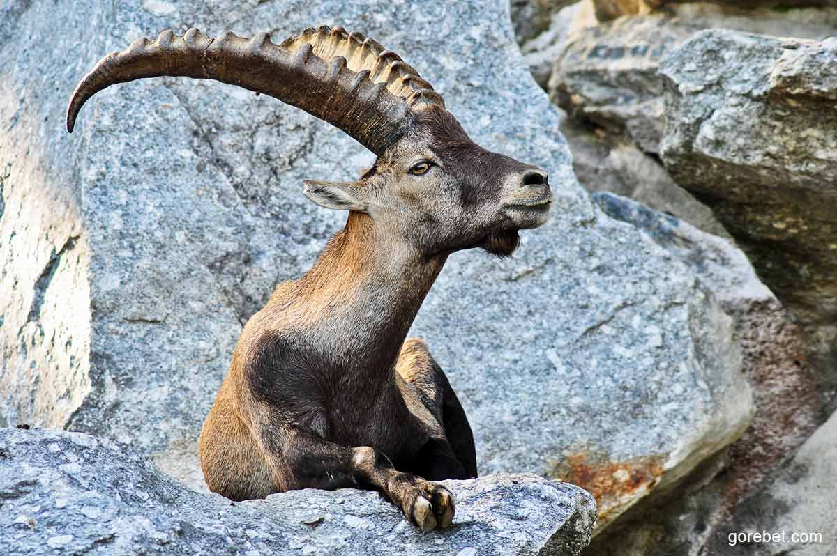 walia-ibex