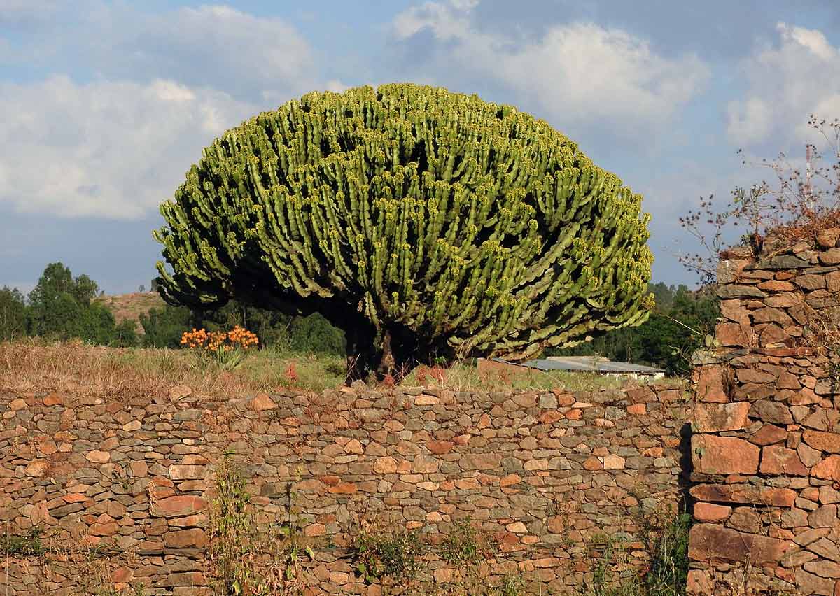 yeha-aksum yeha axum aksum