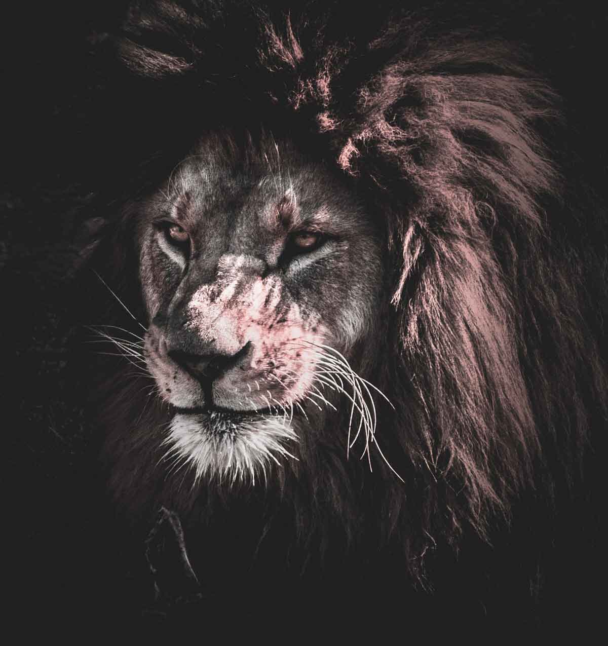 black-lion black lion ethiopia