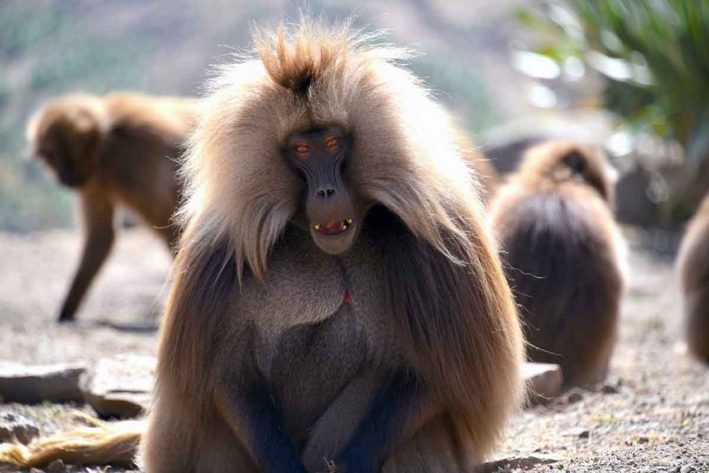 Gelada monkey ethiopia animals