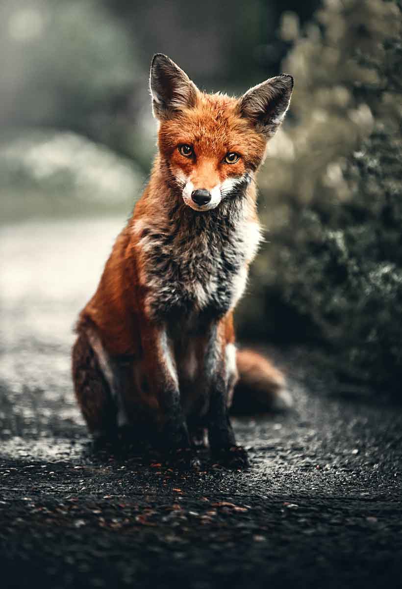 red-fox red fox