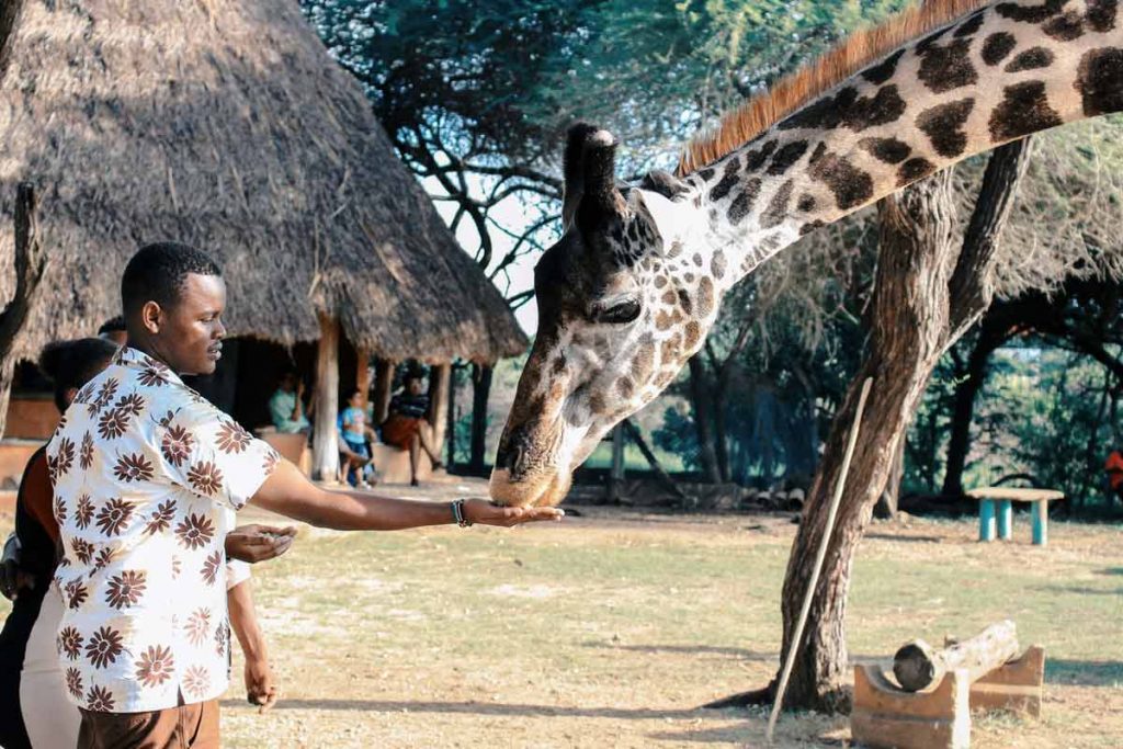 africa-man-feeding-girraffe