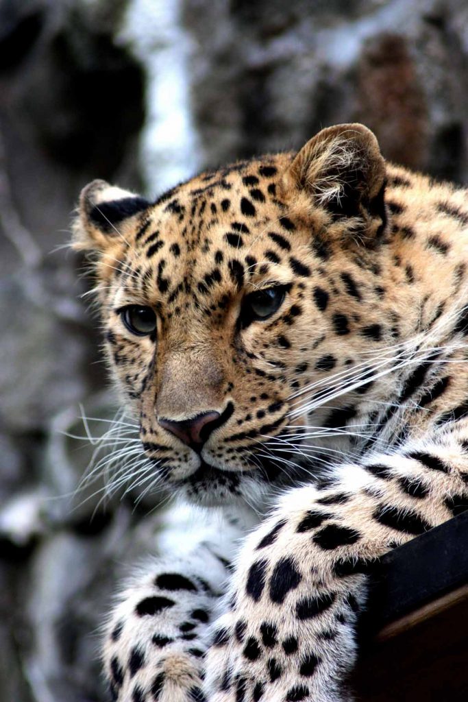 africa-safari-animals-leopard