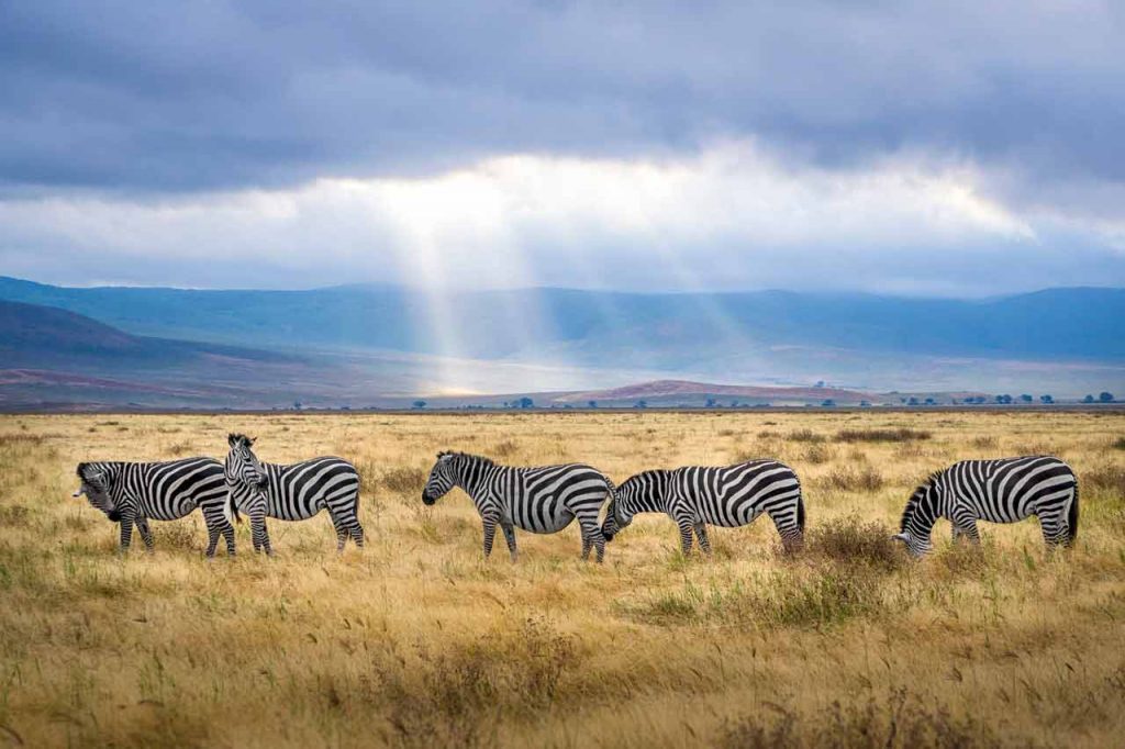 african safari zebra