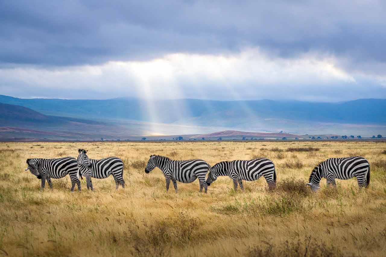 africa-safari-zebras africa-safari-zebras